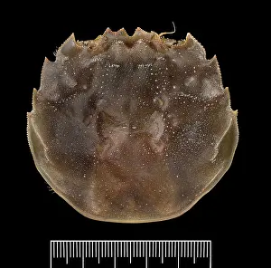 Sinensis: Eriocheir sinensis, Chinese mitten crab