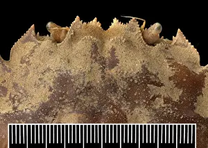 Sinensis: Eriocheir sinensis, Chinese mitten crab