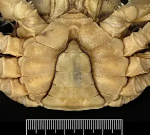 Sinensis: Eriocheir sinensis, Chinese mitten crab