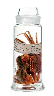 Sinensis: Eriocheir sinensis, Chinese mitten crab