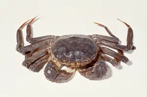 Sinensis: Eriocheir sinensis, Chinese mitten crab