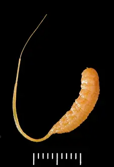 Hover: Eristalis tenax, drone-fly larvae