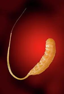 Hover: Eristalis tenax, drone-fly larvae