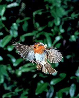 Muscicapidae: Erithacus rubecula, European robin