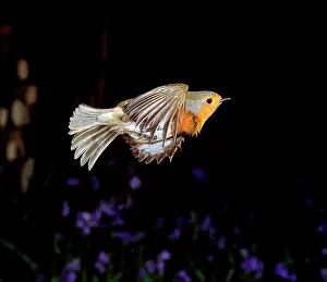 Muscicapidae: Erithacus rubecula, European robin