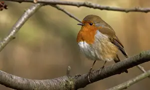 Muscicapidae: Erithacus rubecula, European robin