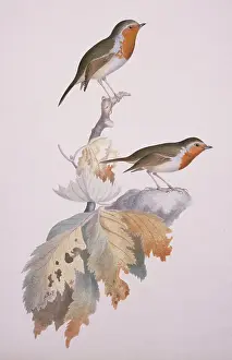 Muscicapidae: Erithacus rubecula, European Robin