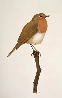 Elphick: Erithacus rubecula, European robin