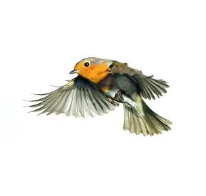 Muscicapidae: Erithacus rubecula, European robin