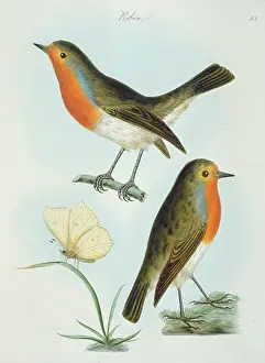 Muscicapidae: Erithacus rubecula, European robin
