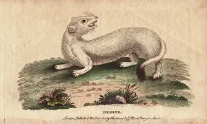 Mustela: Ermine, Mustela erminea
