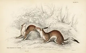 Stoat: Ermine, Mustela erminea, in summer coat