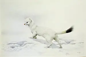 Lilly: Ermine in the snow
