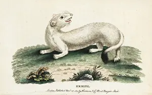 Stoat: Ermine or stoat, Mustela erminea