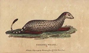 Weasel: Ermined weasel, Mustela erminea