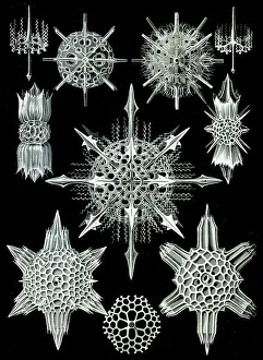Protozoa: Ernst Haeckel, Acantharea, Radiolaria
