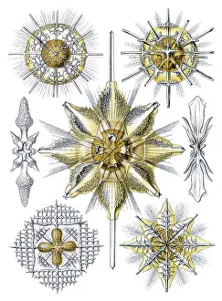 Eukaryotic: Ernst Haeckel, Acantharea, Radiolaria