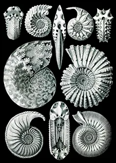 Lithographic: Ernst Haeckel, Ammonite, Extinct Marine Mollusk