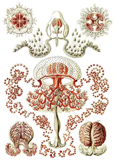 Lithographic: Ernst Haeckel, Anthoathecata, Hydrozoa