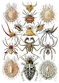 Lithographic: Ernst Haeckel, Arachnid, Spiders