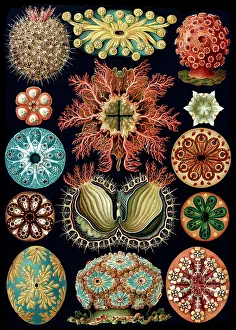 Squirts: Ernst Haeckel, Ascidiacea, Sea Squirts
