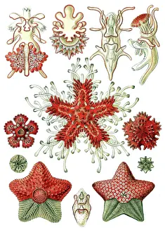Echinoderm: Ernst Haeckel, Asteroidea, Starfish