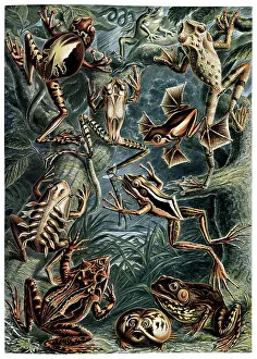 Lithographic: Ernst Haeckel, Batrachia, Frogs