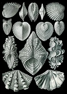 Lithographic: Ernst Haeckel, Bivalvia, Mollusks