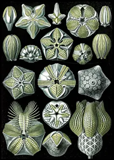 Lithographic: Ernst Haeckel, Blastoidea, Extinct Sea Buds