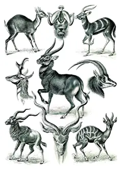 Lithographic: Ernst Haeckel, Bovidae, Antelopes