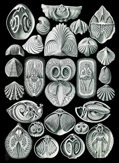 Lithographic: Ernst Haeckel, Brachiopods