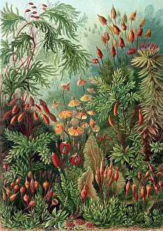 Lithographic: Ernst Haeckel, Bryophyta, Mosses