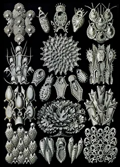 Lithographic: Ernst Haeckel, Bryozoa
