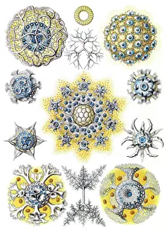 Lithographic: Ernst Haeckel, Bryozoa, Radiolaria