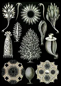 Lithographic: Ernst Haeckel, Calcareous Sponges