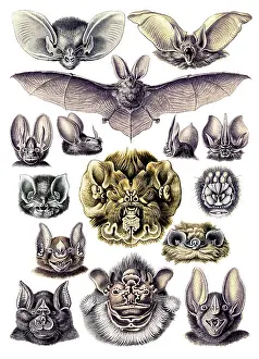 Bats: Ernst Haeckel, Chiroptera, Bats
