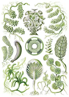 Kunstformen: Ernst Haeckel, Chlorophyta, Seaweed