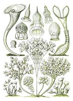 Lithographic: Ernst Haeckel, Ciliates, Protozoans