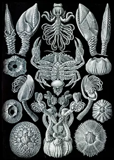 Kunstformen: Ernst Haeckel, Cirripedia, Barnacles