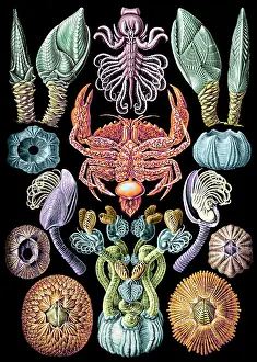 Haeckel: Ernst Haeckel, Cirripedia, Barnacles