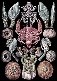 Haeckel: Ernst Haeckel, Cirripedia, Barnacles