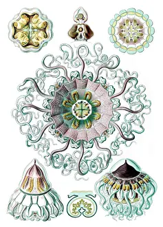 Kunstformen: Ernst Haeckel, Cnidaria, Jellyfish