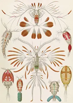 Crustaceans: Ernst Haeckel, Copepoda, Crustaceans