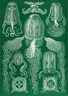 Lithographic: Ernst Haeckel, Cubozoa, Box Jellyfish
