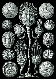 Lithographic: Ernst Haeckel, Cystoidea, Extinct Echinoderm