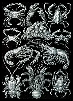 Lithographic: Ernst Haeckel, Decapoda, Crabs
