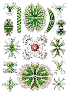 Lithographic: Ernst Haeckel, Desmids, Green Algae