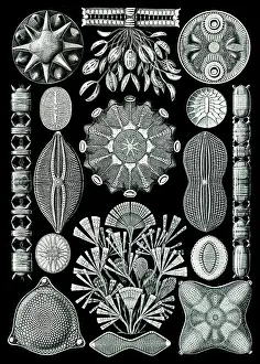 Lithographic: Ernst Haeckel, Diatoms