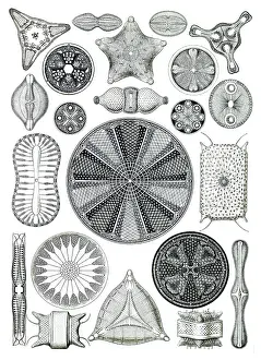Alga: Ernst Haeckel, Diatoms, Microalgae