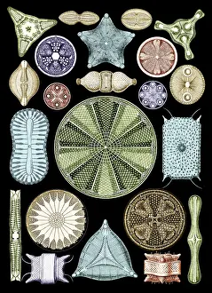 Haeckel: Ernst Haeckel, Diatoms, Microalgae